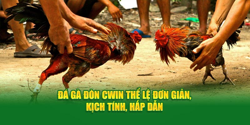 Đá gà đòn Cwin