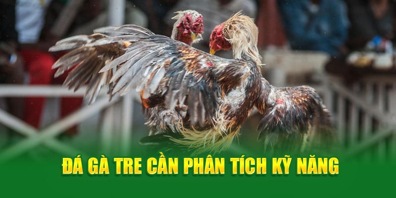 Đá gà tre cần phân tích kỹ năng