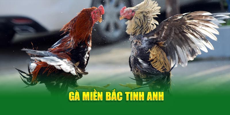 Đá gà đòn miền Bắc tinh anh