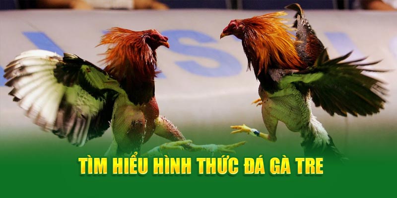 Tìm hiểu hình thức đá gà tre