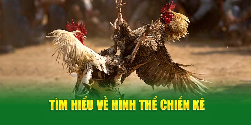 Tìm hiểu về hình thể chiến kê