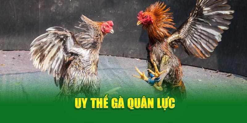 Uy thế đá gà đòn Quân Lực